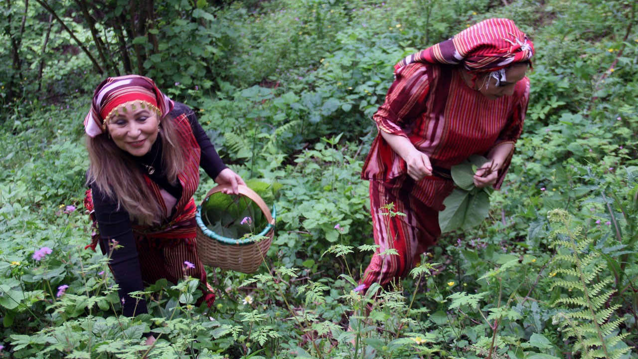 Doğadan gelen şifa binbir zahmetle toplanıyor