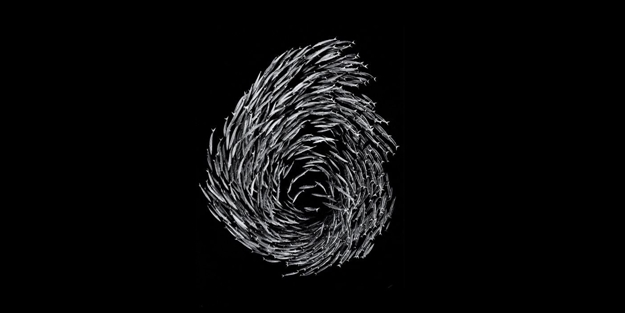 Doğadan ilginç kareler