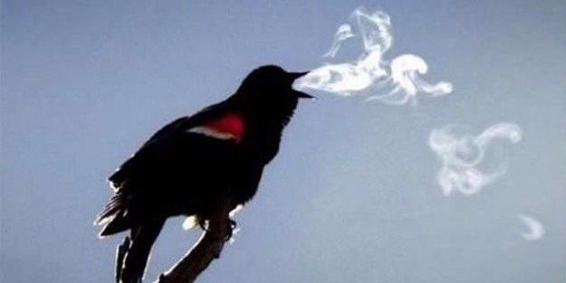 Doğadan inanılmaz kareler