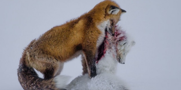 Doğadan muhteşem kareler - FOTO