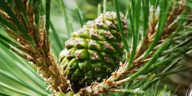 Doğal bir şifa kaynağı: Kozalak pekmezi! Yüzlerce kişi kullanıyor! Buna ihtiyacımız var!