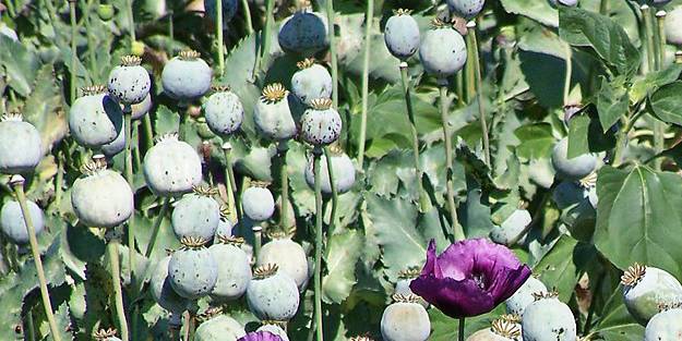Doğal bitkilerde zehirlenmeye aman dikkat!