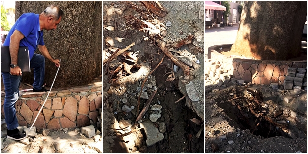 Doğal gaz çalışmasında skandal! 3 asırlık anıt ağaca zarar verenler hakkında suç duyurusu