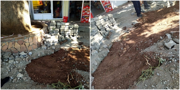 Doğal gaz ekibinin zarar verdiği anıt ağaç ile ilgili yeni haber!