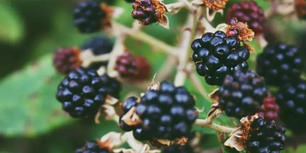 Doğal ilaç! Böbrek taşını eritiyor ve yaprağı saç rengini değiştiriyor: Bomba çözüm bakın neymiş