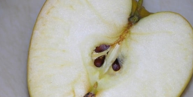 Doğal kemoterapi çekirdekleri kanseri engelliyor: 10.000 kat daha fazla!