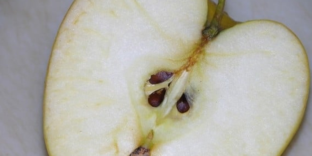 Doğal kemoterapi çekirdekleri kanseri engelliyor! Bu hiçbir şeye benzemiyor çok ama çok faydalı