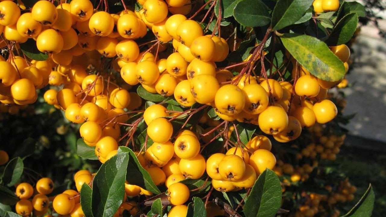 Doğal mide ilacı olarak da biliniyor! Sirkesini yapın kaşık kaşık tüketin: Bağırsakları fokur fokur çalıştırıyor, bağışıklığı çelik gibi yapıyor