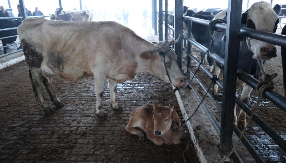 Doğal ve sağlıklı yaşam kıymetlendi herkes inek almaya başladı