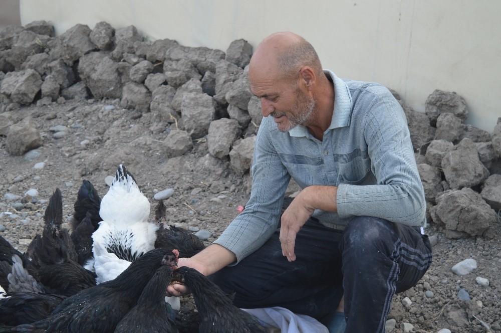Doğal yaşamak için çiftlik kurdu 