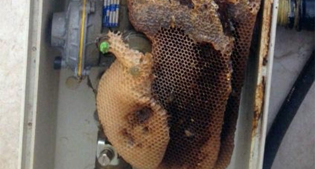 Doğalgaz kutusundan bal fışkırdı!