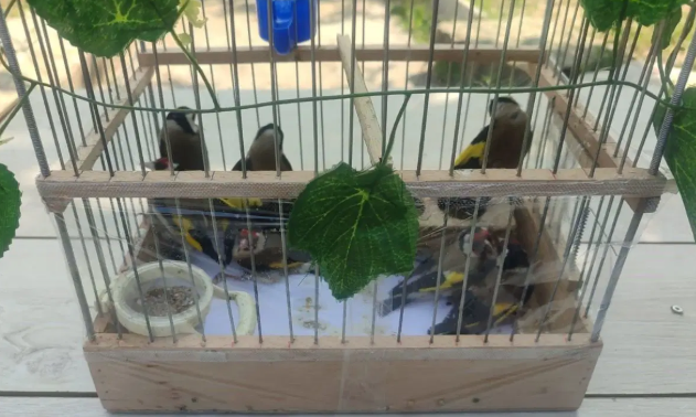 Doğan ve Şahin türü kuşları yakalayıp yasadışı yollarla satan şahıslar yakalandı