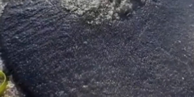 Doğanın en ilginci! Kum doları