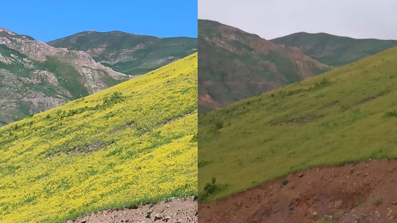 Doğanın gizemi! Bu çiçekler gün batımında kayboluyor