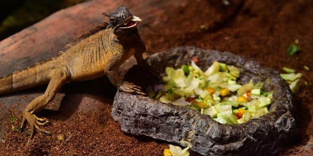 Doğanın gizemli canlıları - FOTO