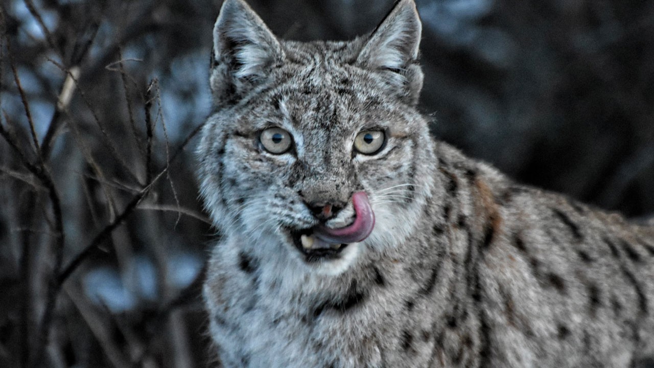 Doğanın hayaleti ortaya çıktı! İlk kez bu kadar net görüntülendi