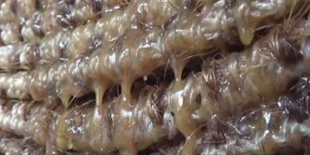 Doğanın iksiri! Kilosu 150 TL...