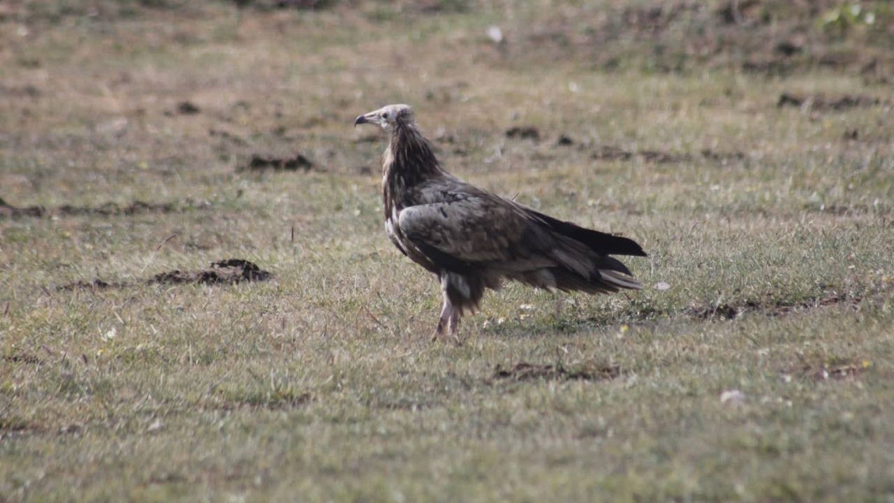 Doğanın kayıp göçmeni Bayburt’ta ortaya çıktı!