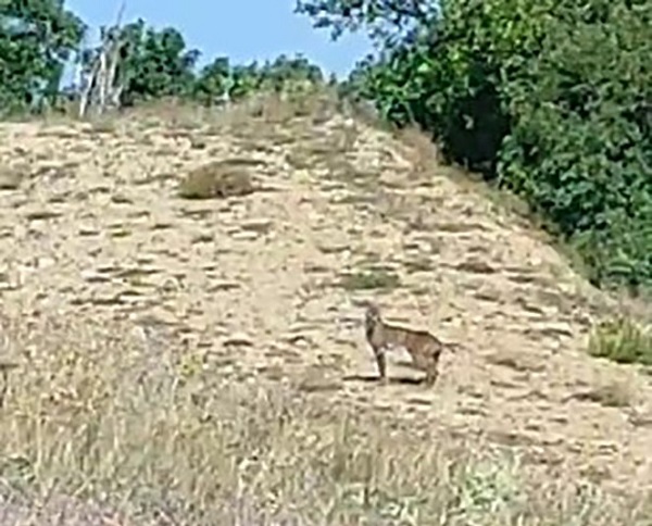 Doğanın özel avcısı orada görüntülendi