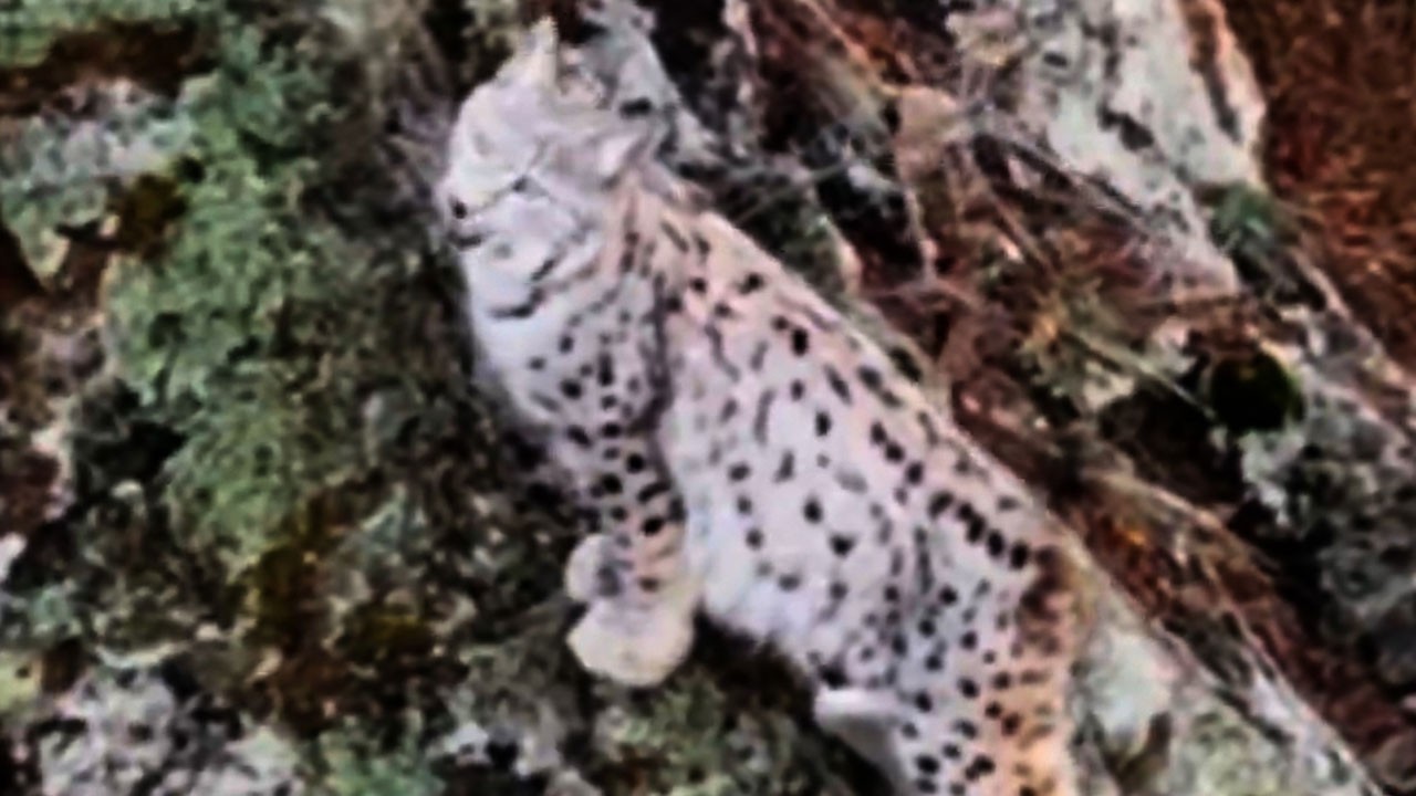 Doğanın sessiz tanığı! Havadan görüntülendi, herkes aynı detaya takıldı