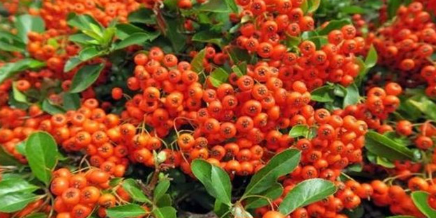 Doğanın sunduğu şifa deposu reçetesi! Üvez meyvesinin müthiş 5 faydası: Akciğerleri tertemiz yapıyor