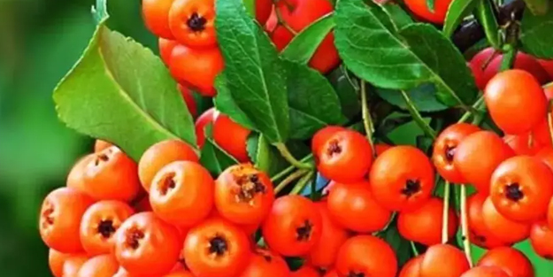 Doğanın sunduğu şifa deposu... Üvez meyvesinin inanılmaz 5 faydası