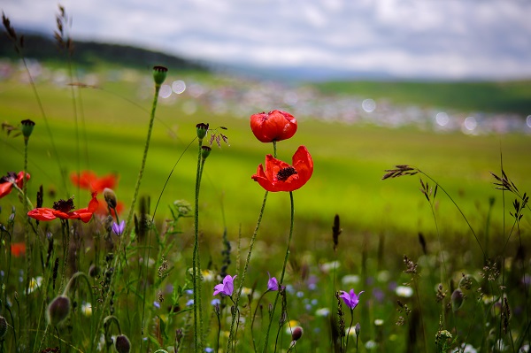 Doğanın tonları görsel şölen yaşatıyor