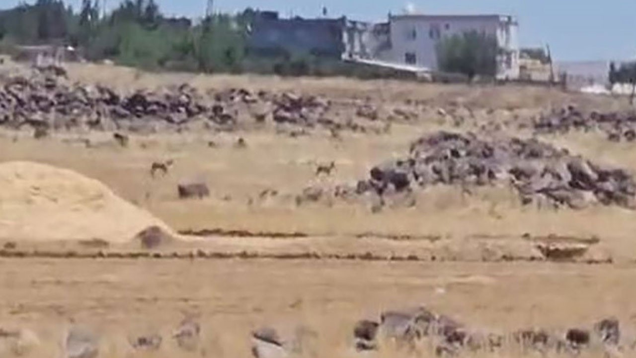 Doğanın zarafeti Siverek’te ortaya çıktı!