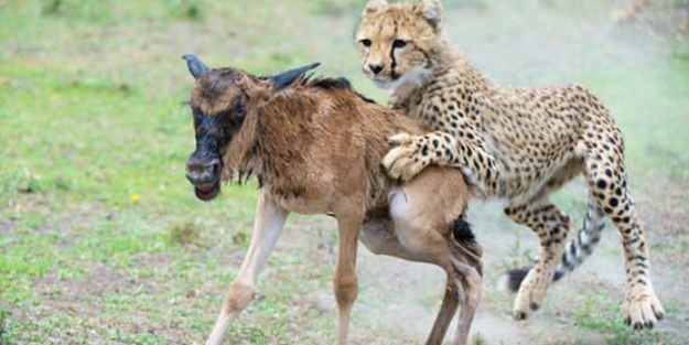 Doğar doğmaz yem oldu - FOTO