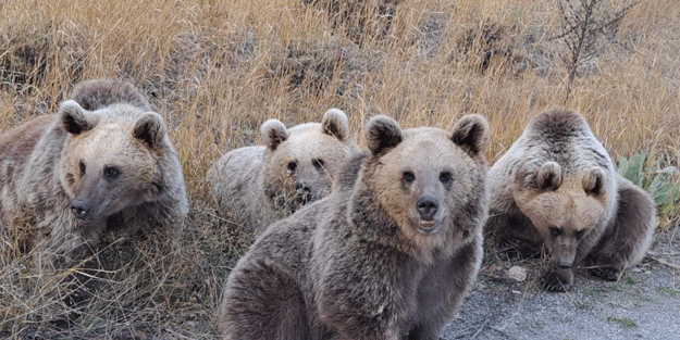 Doğaseverlere ayı sürprizi
