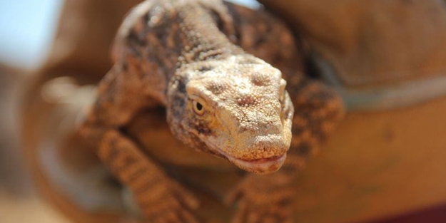 Doğaya bırakıldı - FOTO