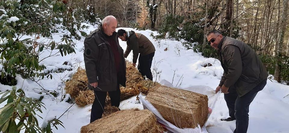 Doğaya buğday, yonca ve saman bırakıldı 