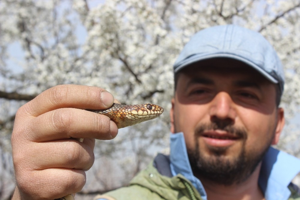 Doğaya çıkacaklar dikkat...Yılanlar bu yıl erken uyandı 
