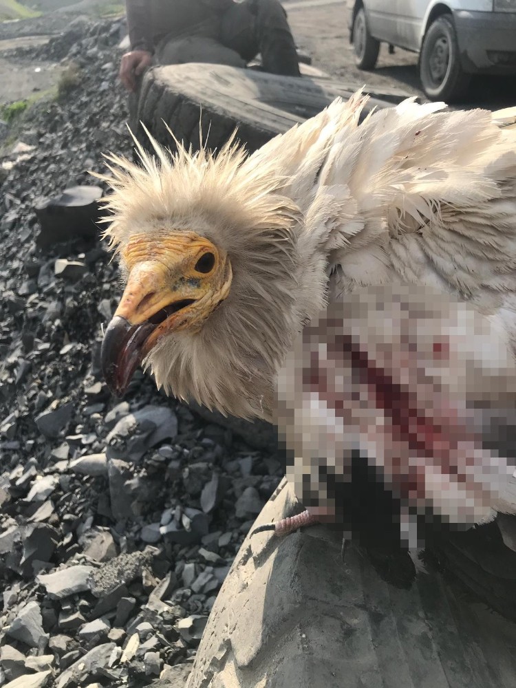 Doğaya salınan Mısır akbabasını silahla vurup ölmesine neden oldular 