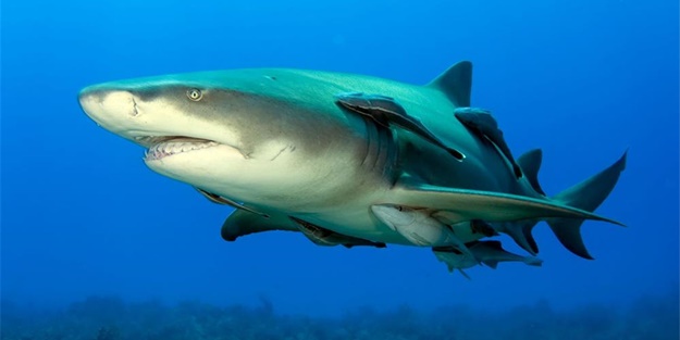 Doğru bildiğimiz yanlışlar - FOTO