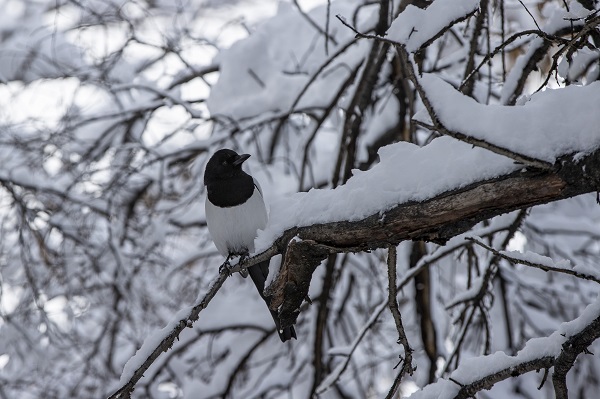 Kar ve soğuk hava "kara kış"ı aratmıyor