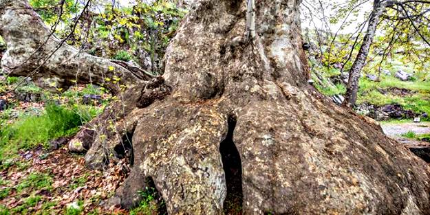 Doğu çınarı koruma altında