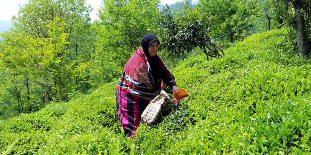 Çay hasadı başladı