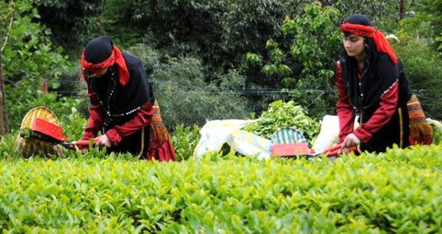 Doğu Karadeniz'de üretiliyor, 85 ülkede tüketiliyor