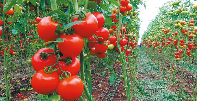 Doğu Karadeniz'den 10 ülkeye domates satışı