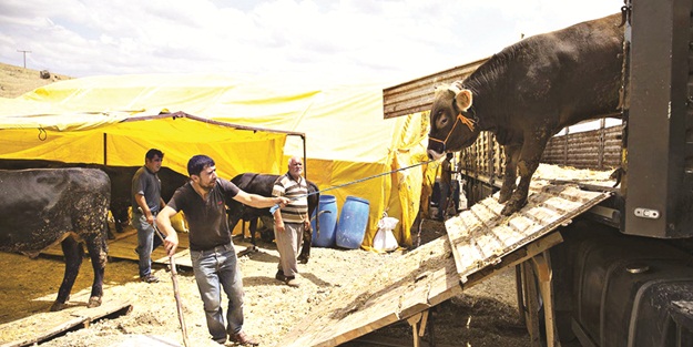 Doğuda da batıda da aynı heycan