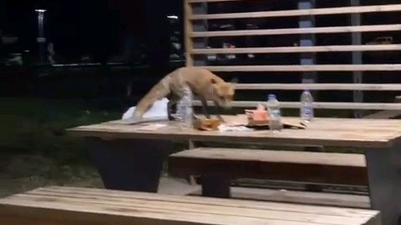 Doğum gününde sürpriz misafir! Pastanın üstüne kondu