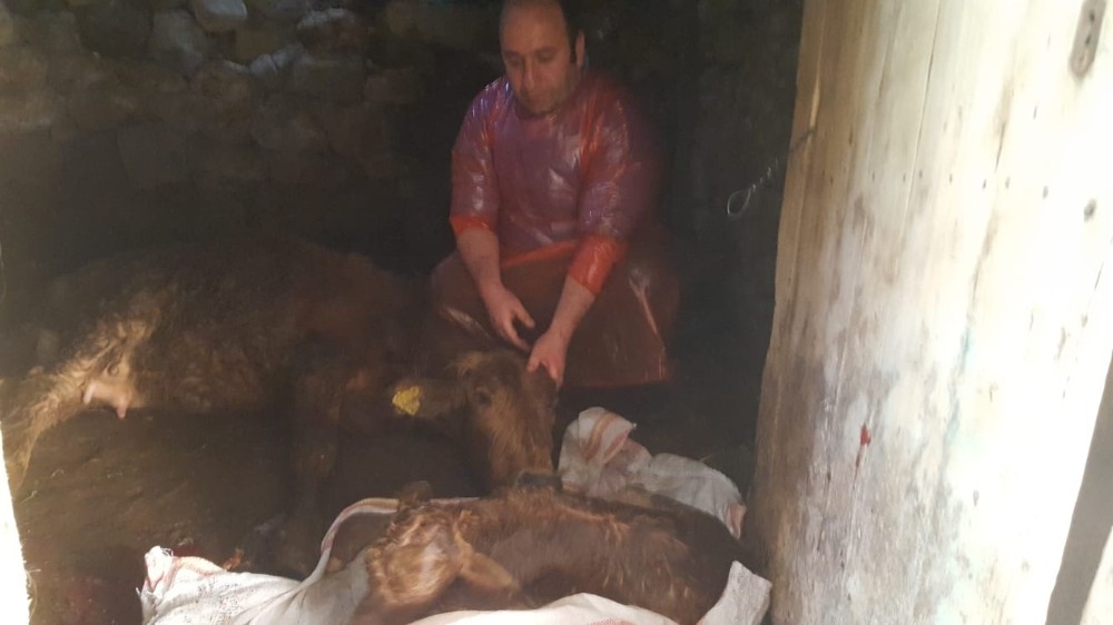 Doğum yapamayan ineğin imdadına veteriner hekim yetişti 