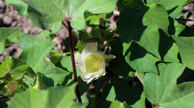 'Doğu'nun Çukurovası'nda çiftçiler yeniden pamuğa yöneliyor