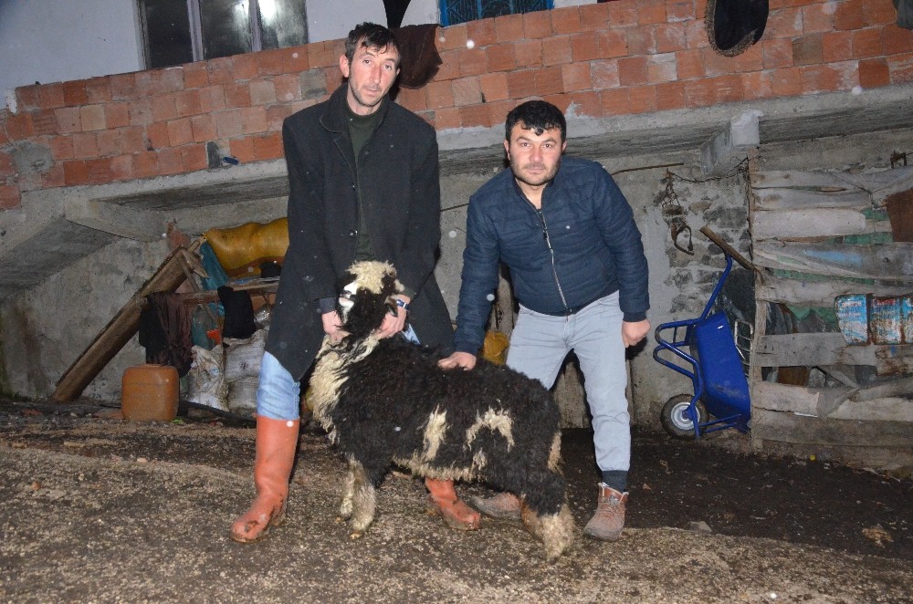 Doğuştan ay-yıldızlı kuzunun ’yükü’ ağır 