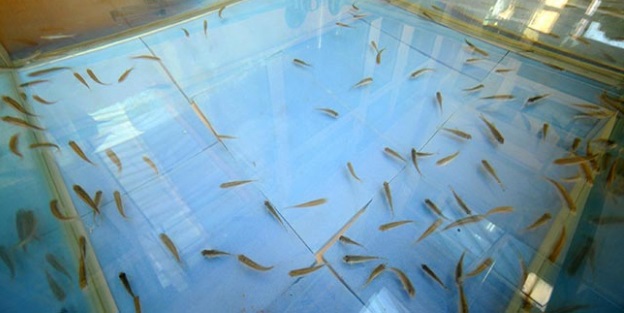 'Doktor balıklar' alternatif tıpta kullanılacak