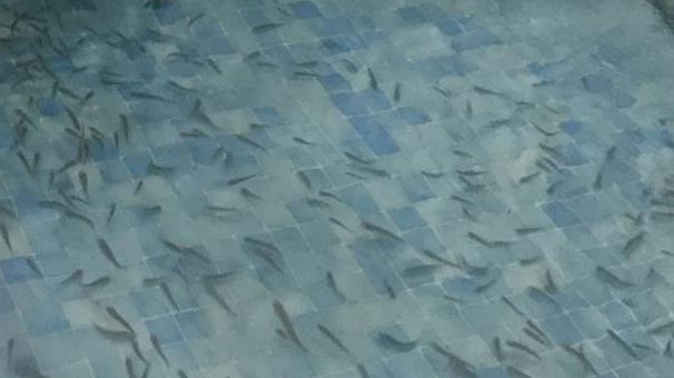 'Doktor balıklar' o şehrimizde