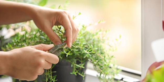 Doktorların koronavirüse karşı önerdiği kekik evde nasıl yetiştirilir?