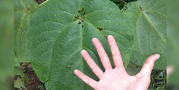 Dokunan kişilerde intihar etme isteği uyandıran 