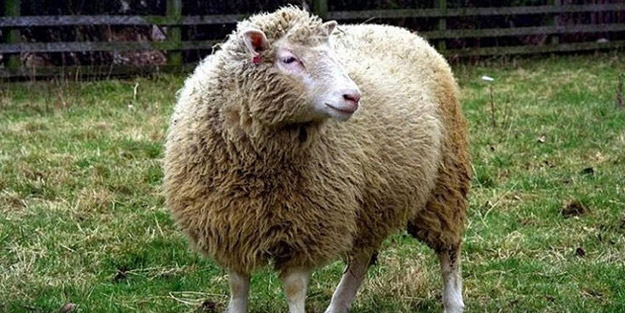 Dolly'yi klonlayan bilim insanları koronavirüs gelişmesini dünyaya duyurdu